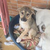 Cucciole in adozione