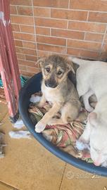 Cucciole in adozione