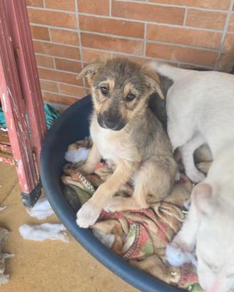 Cucciole in adozione