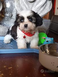 Maltipoo