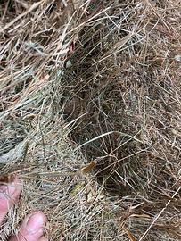 Ballette di fieno 1-2 taglio