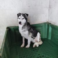 Un husky triste da amare