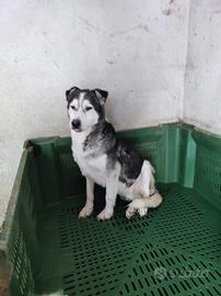 Un husky triste da amare