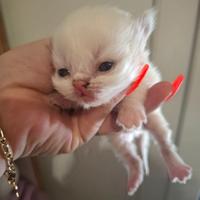 Gatti persiani