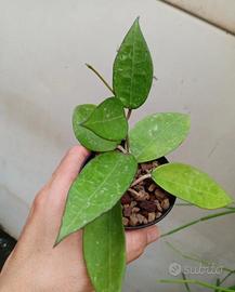 Hoya verticillata Black Margin pianta