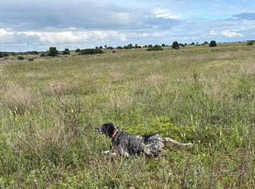 Specialisti setter