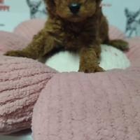 Barboncino mini mini toy