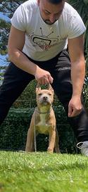 American pitbull ukc blue / fawn
