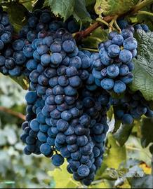 Uva rosso