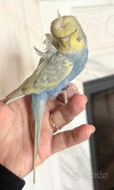 Pappagalli coccoli meravigliosi