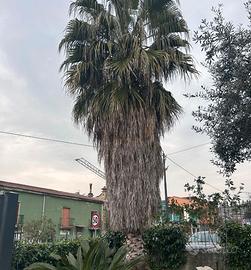 Palma Washingtonia
