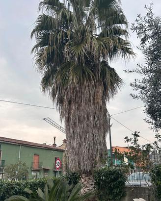 Palma Washingtonia