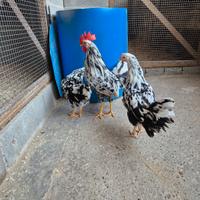Livornesi exquelter