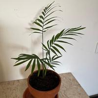 Palma Chamaedorea 35 cm in vaso di terracotta