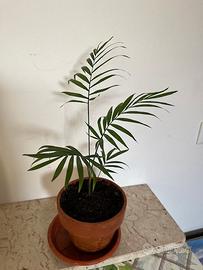 Palma Chamaedorea 35 cm in vaso di terracotta