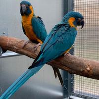 Ara glaucogularis ed altri pappagalli