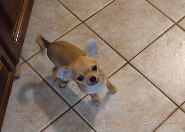 Chihuahua cucciolo maschietto piccola taglia