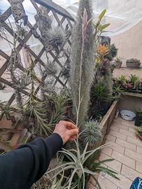 Tillandsia straminea