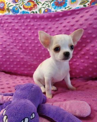 Chihuahua