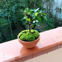 mini bonsai di pyracantha 