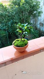 mini bonsai di pyracantha 
