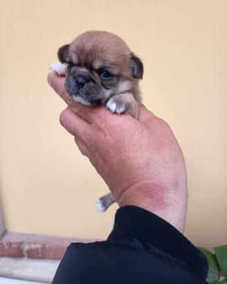 Chihuahua femminuccia