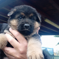 Splendidi cuccioli di pastore tedesco