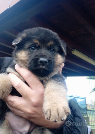 Splendidi cuccioli di pastore tedesco