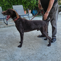 Bracco Tedesco