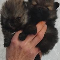 Cuccioli di spitz nano Pomerania