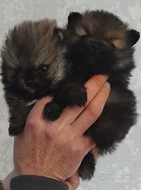 Cuccioli di spitz nano Pomerania