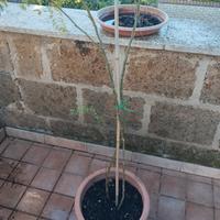 pianta tropicale 