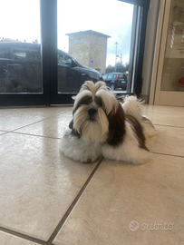 Cuccioli shih-tzu
