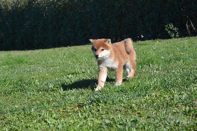 Shiba