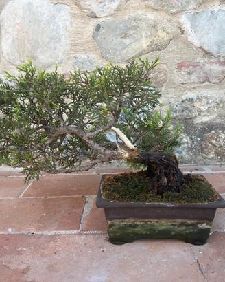 Bonsai Juniperus chinensis