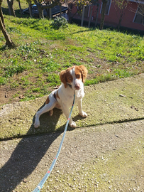 Cane breton Epagneul