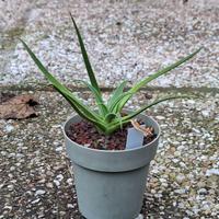 Piante grasse