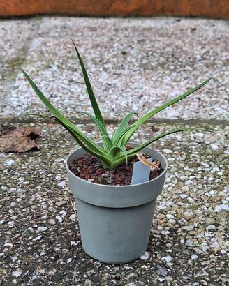 Pianta grassa