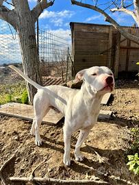 American pitbull terrier ukc maschio