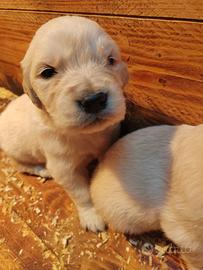 Splendidi cuccioli Golden Retriever