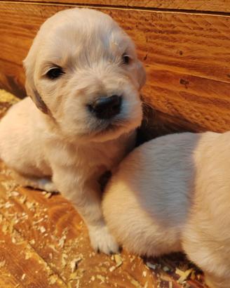 Splendidi cuccioli Golden Retriever