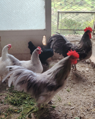 Coppia galline