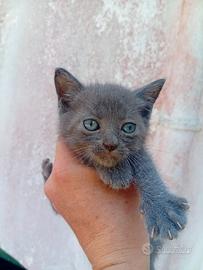 gattino dolcissimo 