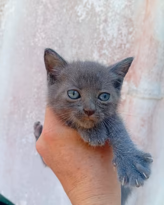 gattino dolcissimo 
