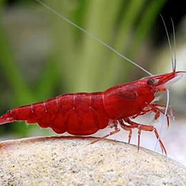 Caridine