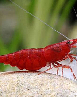 Caridine