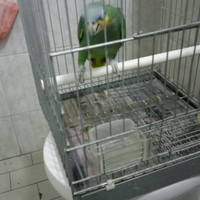 Due amazzone amazzonica