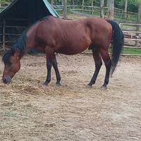 Stallone quarter horse