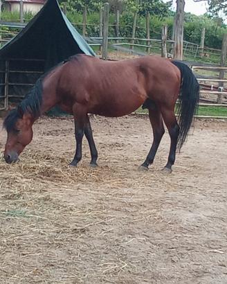 Stallone quarter horse