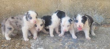 Border collie cuccioli di 1 mese